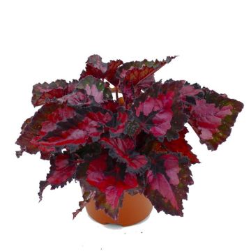 Burgundy Begonia