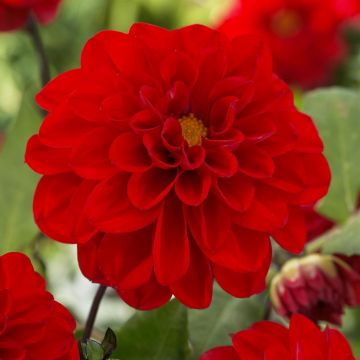 Dahlia Arnhem