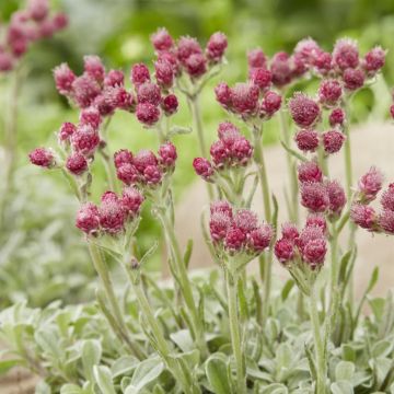 Antennaria dioica Alex Duguid(Rubra)