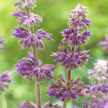 Salvia verticillata Purple Rain