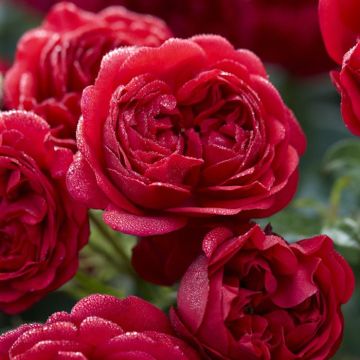 Rosa Out of Rosenheim (Floribunda Red)