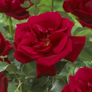 Rosa Etoile de Hollande ( Hybrid Tea Red)