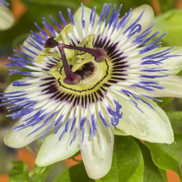 K101.74705 Passiflora caerulea