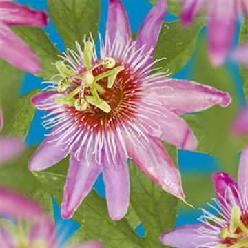 K74505 Passiflora 'Anastasia'