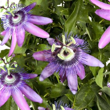 K74610 Passiflora 'Betty Miles Young'