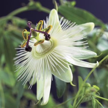 K74905 Passiflora 'Constance Elliott'