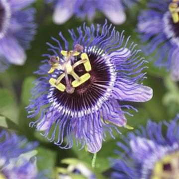 K75905 Passiflora 'Purple Rain'
