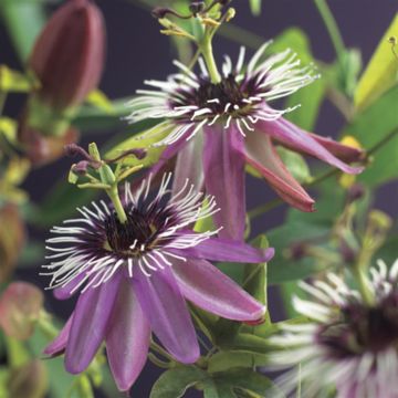 K76505 Passiflora 'Victoria'