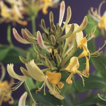 K68105 Lonicera periclymenum
