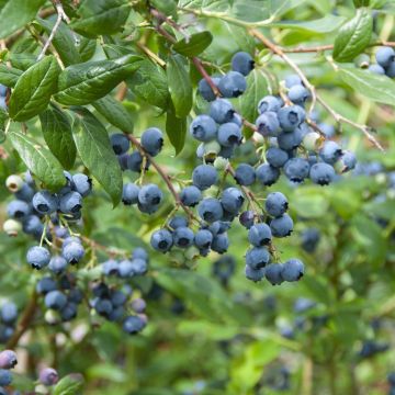Vaccinium corymbosum Duke