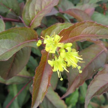 Diervilla splendens 20200822 A