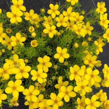 Potentilla bella lindsey