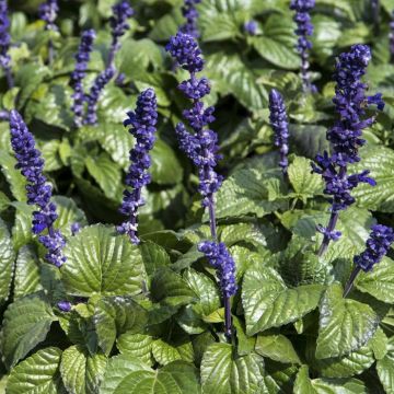 Salvia Mysty