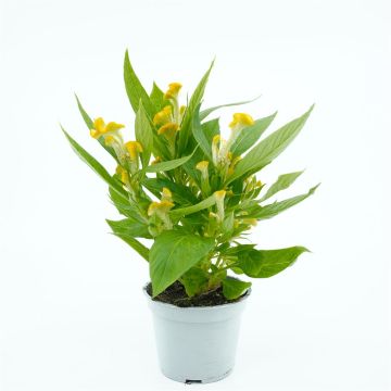 Celosia Yellow