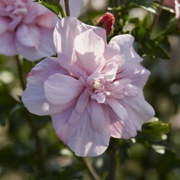 Hibiscus syriacus Pink Chiffon