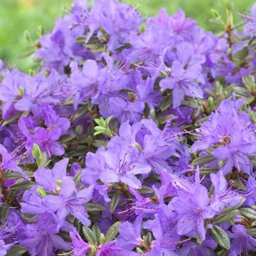 Rhododendron Saint Merryn