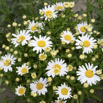 Leucanthemum New Becky(western star leo)