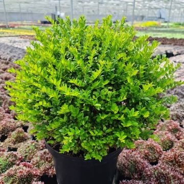 Lonicera Green Breeze