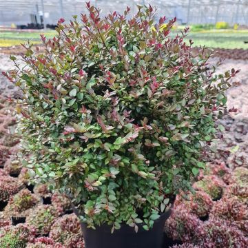 Lonicera Purple Storm
