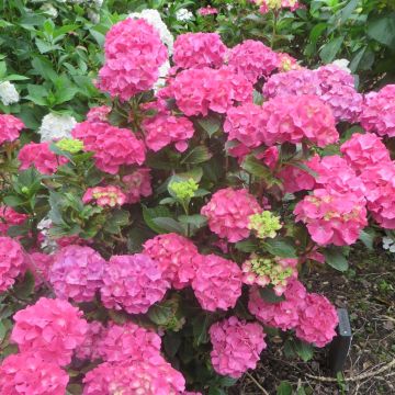 Hydrangea macrophylla Sibilla