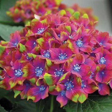 Hydrangea Saxon Schloss Wackerbarth