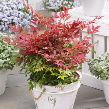 Nandina domestica OBSESSED