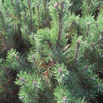 Pinus mugo mugo