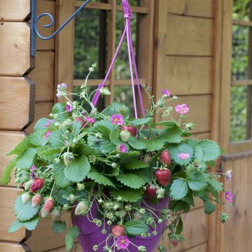 Fragaria Toscana