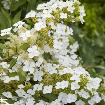 Hydrangea quercifolia Ice Crystal