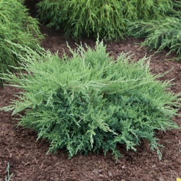 Juniperus Pfitzeriana Compacta