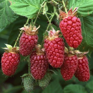 Rubus idaeus(Glen Dee)