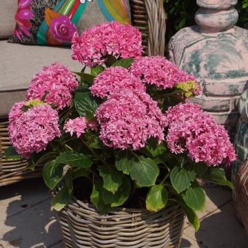 hymperf Hydrangea Perfection Container 03