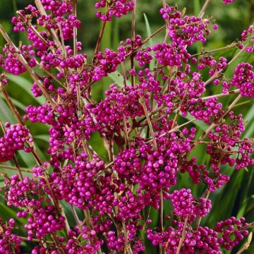 Callicarpa bodinieri var. giraldii