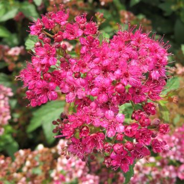 Spiraea densiflora 20200822 A