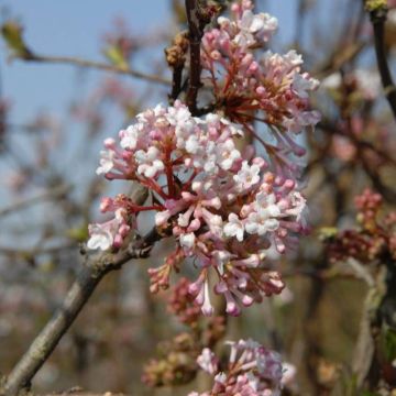 Viburnum farreri Farrer's Pink
