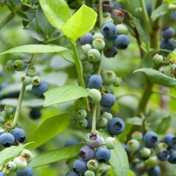 Vaccinium corymbosum (Nelson)