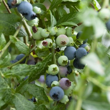 Vaccinium corymbosum(Toro)