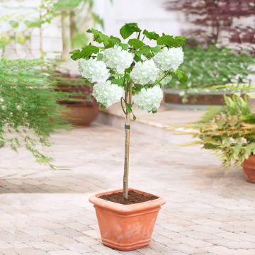 viburnum op stam