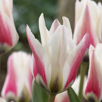 Tulipa Border Legend