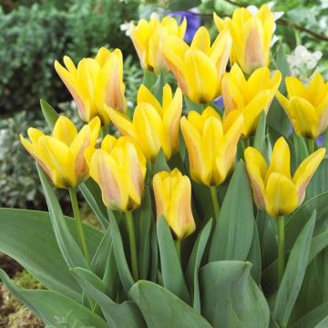 Tulipa Lamoraal van Egmond