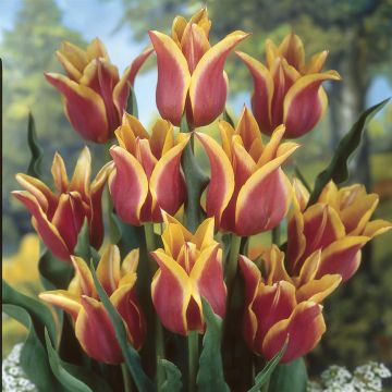 Tulipa Sonnet