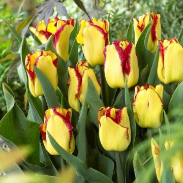 Tulipa Cape Town