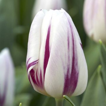 Tulipa Flaming Flag
