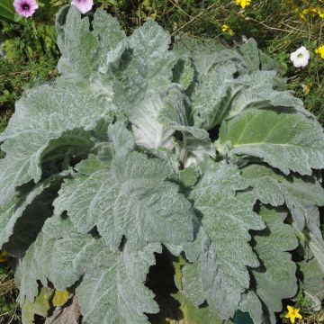 Salvia argentea