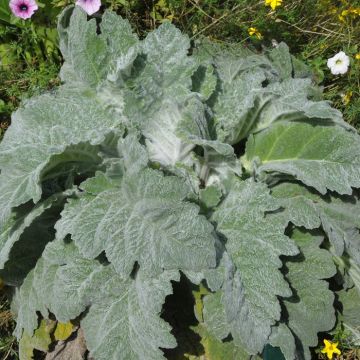 Salvia argentea