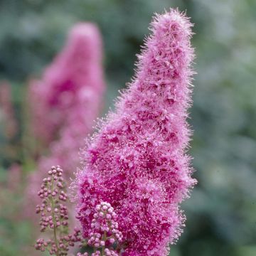 Spiraea billiardii Triumphans