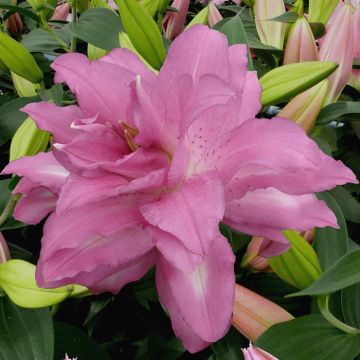 Lotus Dream