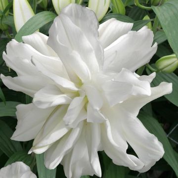 Lotus Ice 2