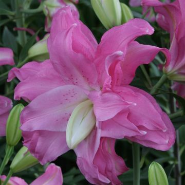 Lotus Joy