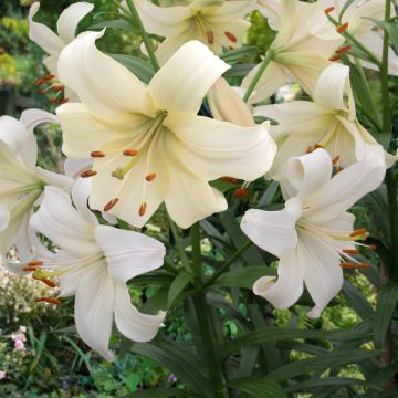 Pearl White (1)
